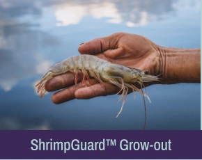 Feed-based readiness and health
support through stress and disease-risk
windows in grow-out stages.